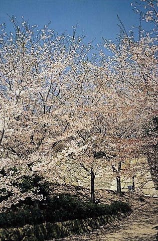 【2021年中止】亀居城まつり