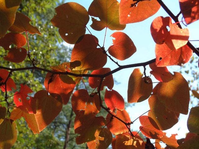 ベニマンサクの紅葉