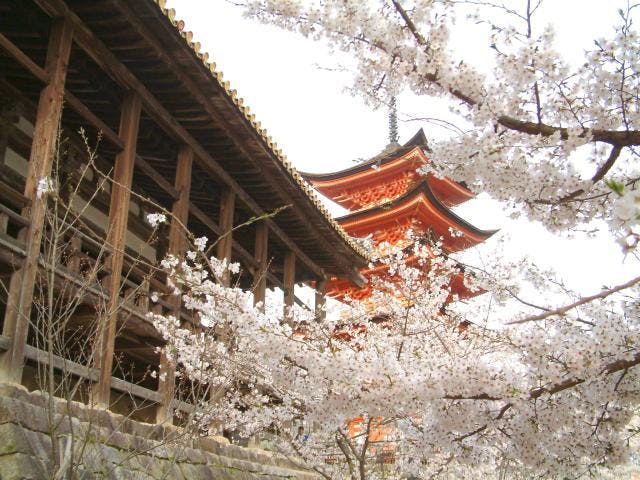 宮島の桜