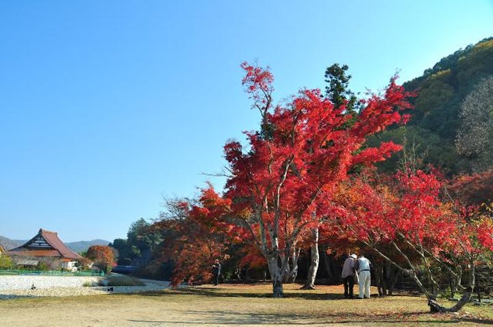 カエデまつり（唯称庵跡のカエデ林）