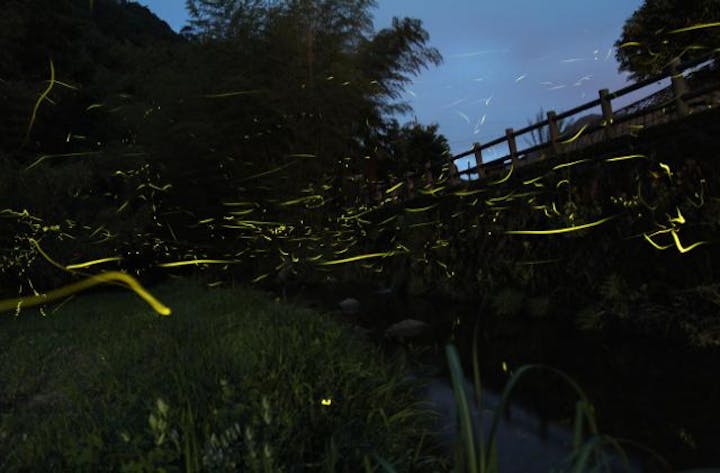 【2020年中止】川根ほたるまつり