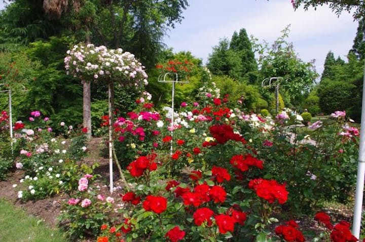 【中止】レオピン祭