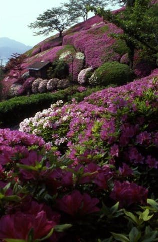 水島観光さつき園