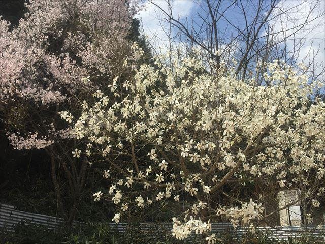 【2021年中止】今田城こぶしまつり