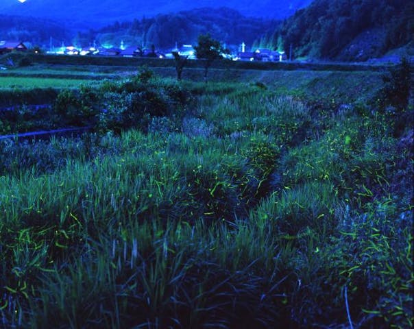 【2021年中止】岩戸ホタル祭り