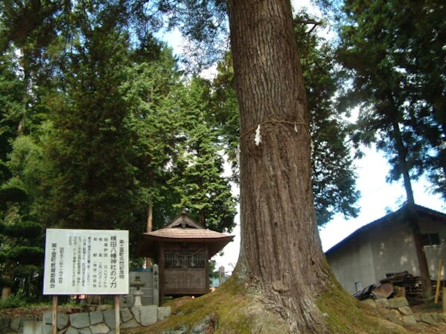 横田八幡神社のツガ