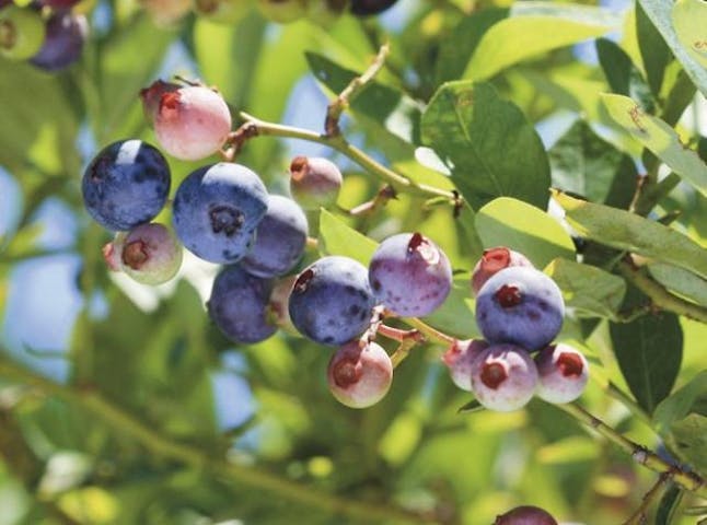 ブルーベリー狩り（ふれあい工房）