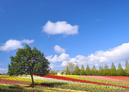 Flower Village 花夢の里 アソビュー