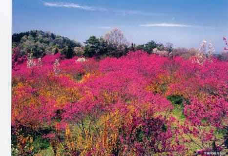 Flower Village 花夢の里 アソビュー