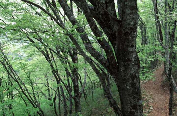 比婆山のブナ純林
