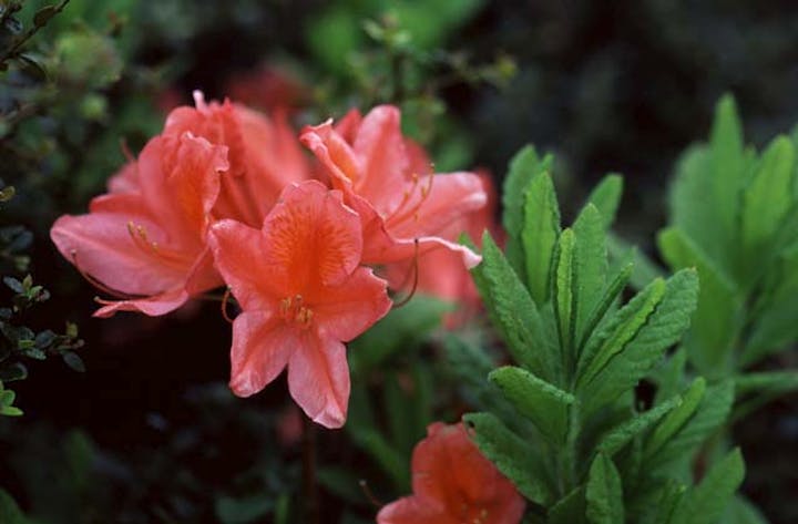 道後山のツツジ