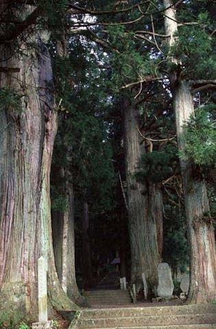 熊野神社の老杉群