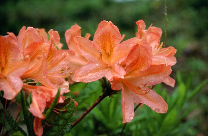 比婆山のツツジ