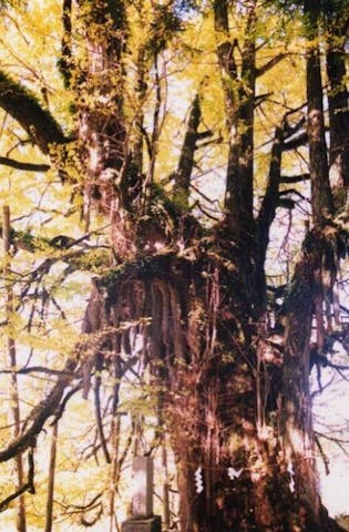 上高野山の乳下りイチョウ