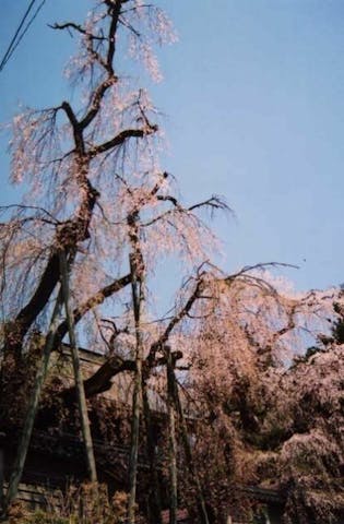 円正寺のシダレザクラ