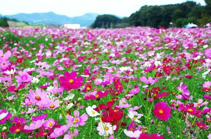 第33回豊浦コスモスまつり