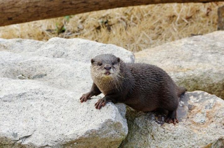 ときわ動物園　コツメカワウソ
