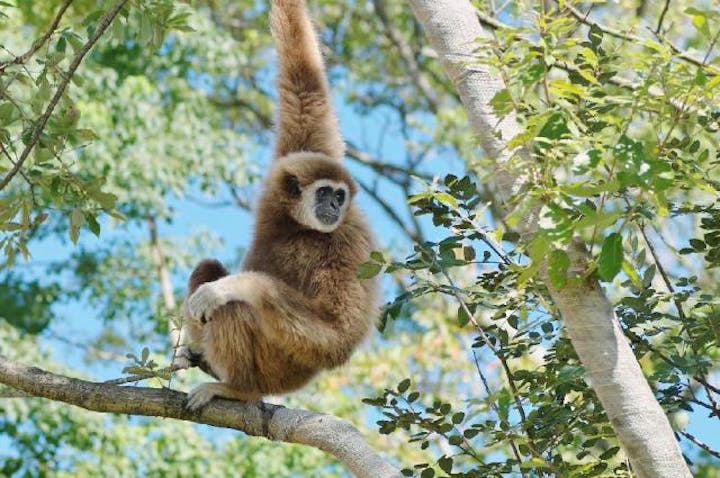 ときわ動物園　シロテテナガザル