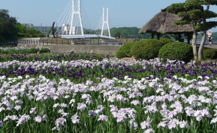 ときわ公園／しょうぶ