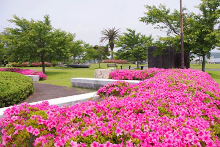 ときわ公園／ツツジ