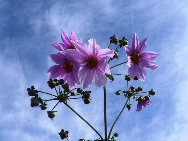 ときわ公園／皇帝ダリア