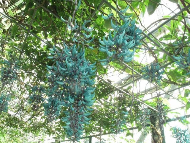 ときわミュージアム世界を旅する植物館　ヒスイカズラ