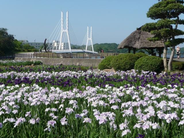 ときわ公園しょうぶまつり
