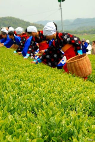 宇部市八十八夜お茶まつり