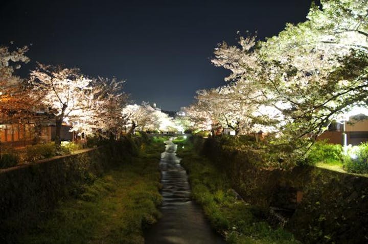 一の坂川　桜のライトアップ