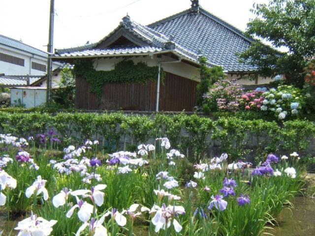 護国寺／しょうぶ