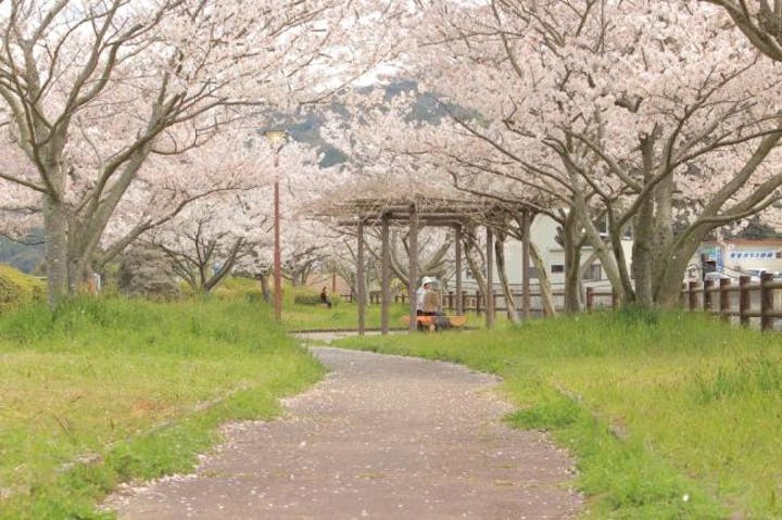 佐波川土手／さくら