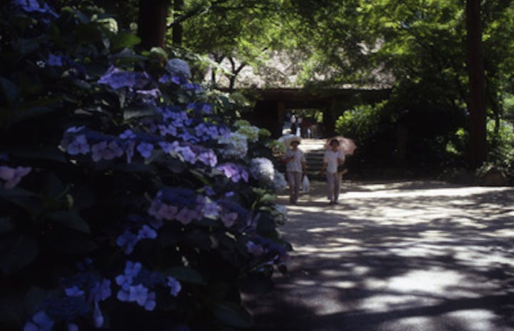 東大寺別院阿弥陀寺／あじさい