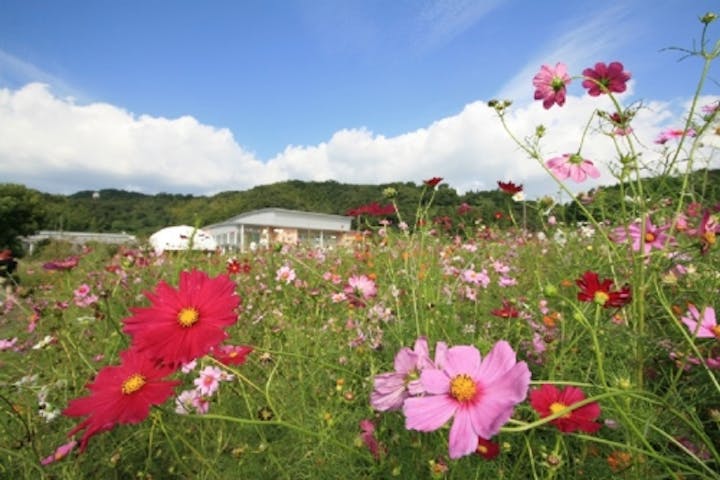 下松スポーツ公園／しだれ桜・ポピー・コスモス