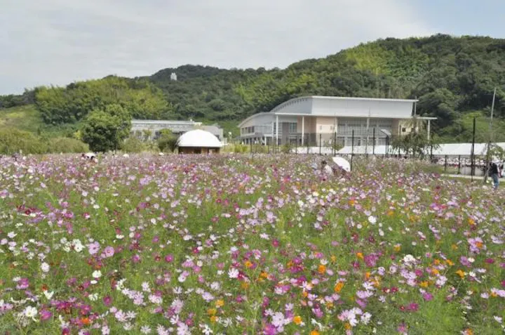 下松スポーツ公園 コスモス アソビュー