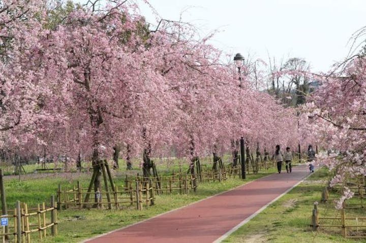 下松スポーツ公園 さくら アソビュー