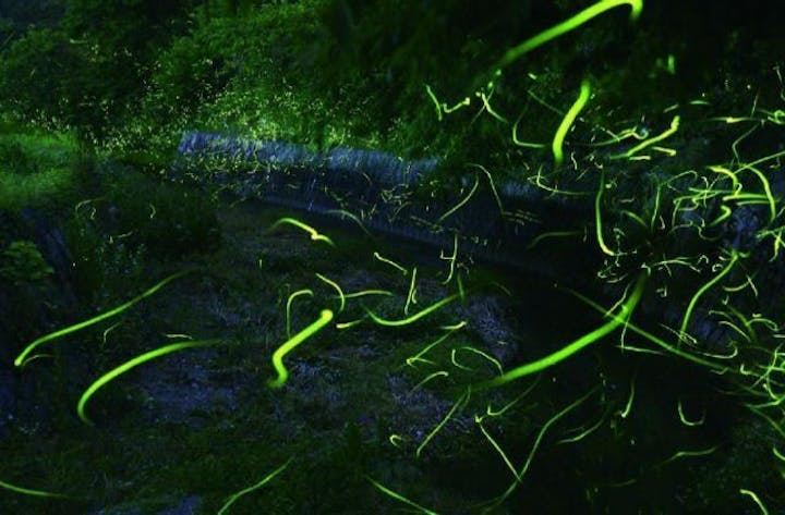 美川ムーバレー「山ほたる」周辺／ほたる