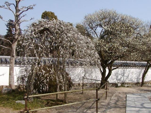 洞泉寺臥竜の梅／うめ