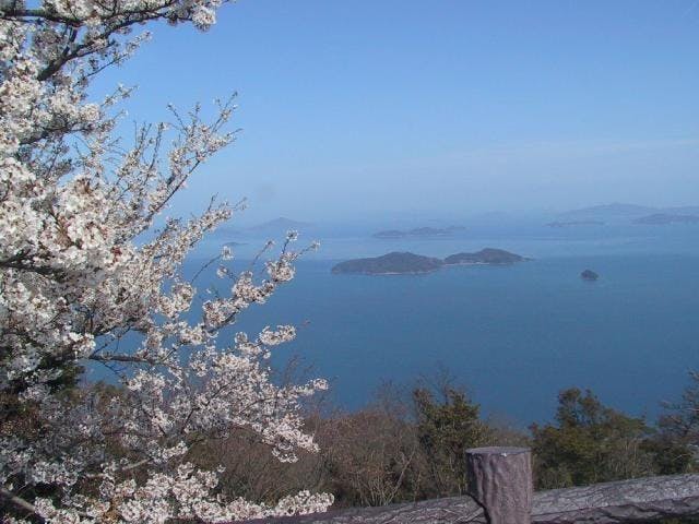 銭壺山／さくら