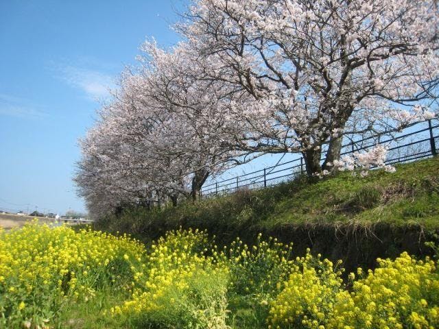 由宇川サイクリングロード／さくら