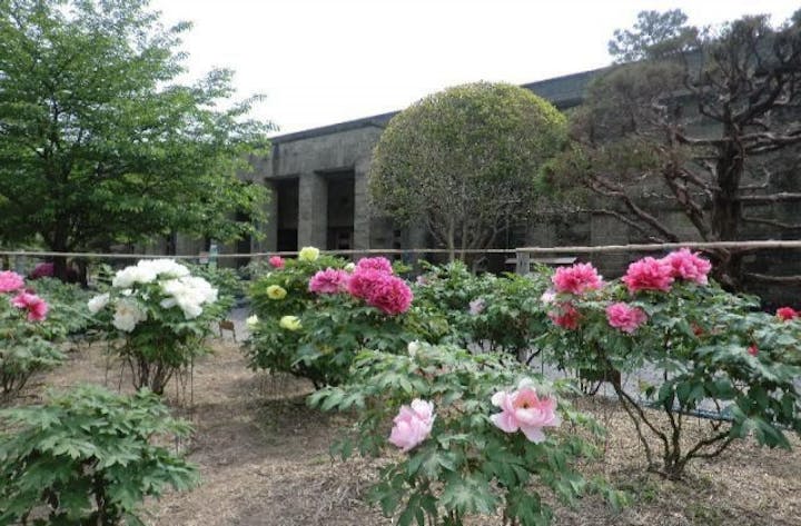 吉香公園／ぼたん