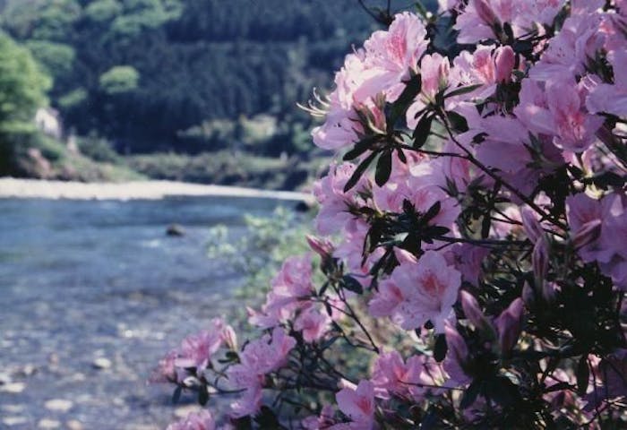 錦川本支流／つつじ