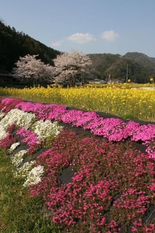 府谷／しばざくら