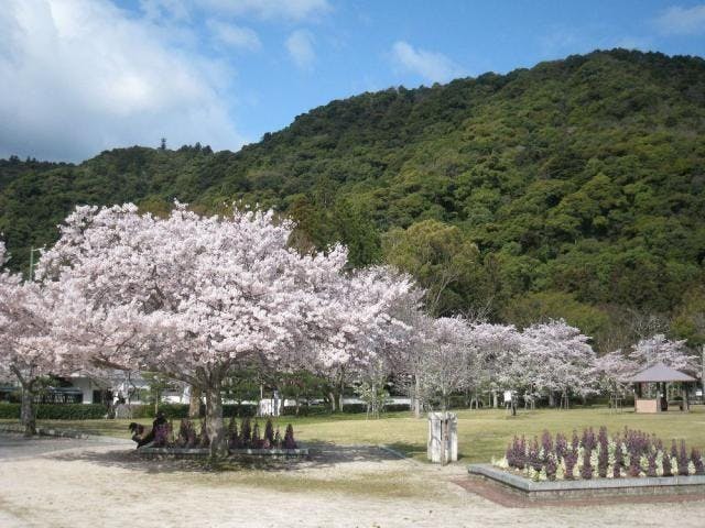 長山公園／さくら