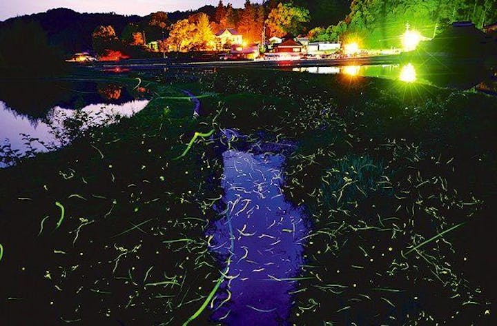 束荷川河川公園／ほたる