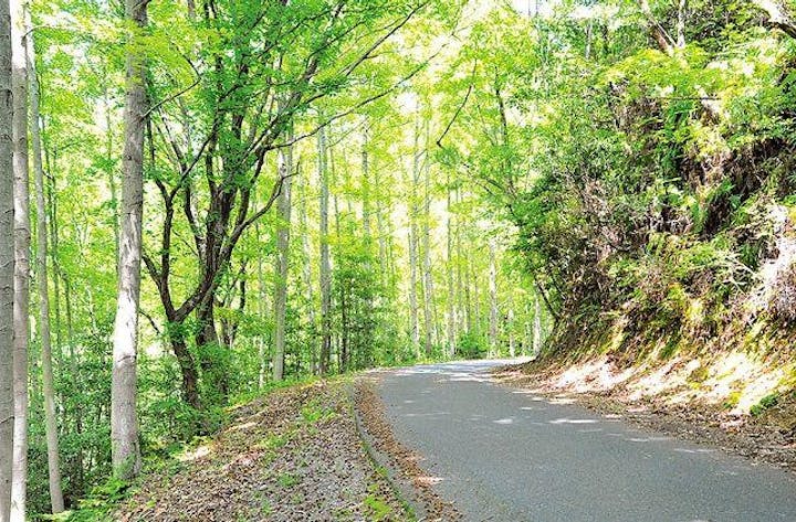 コバルトラインハイキングコース