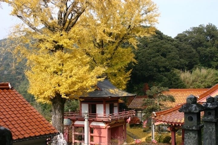能満寺／いちょう