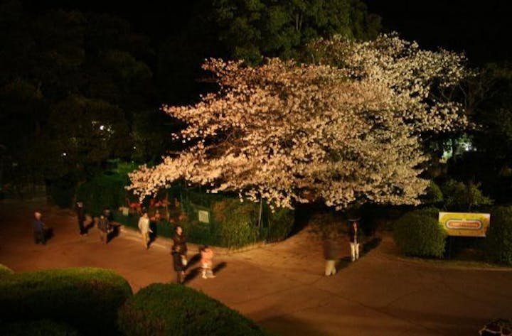 周南市徳山動物園／さくら