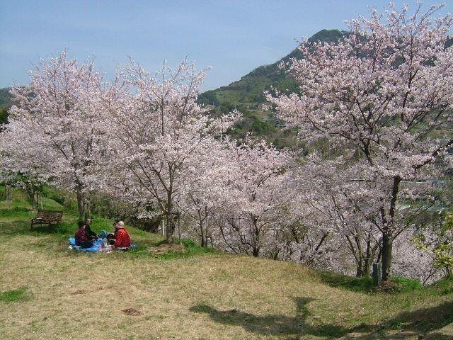 辰尾公園／さくら