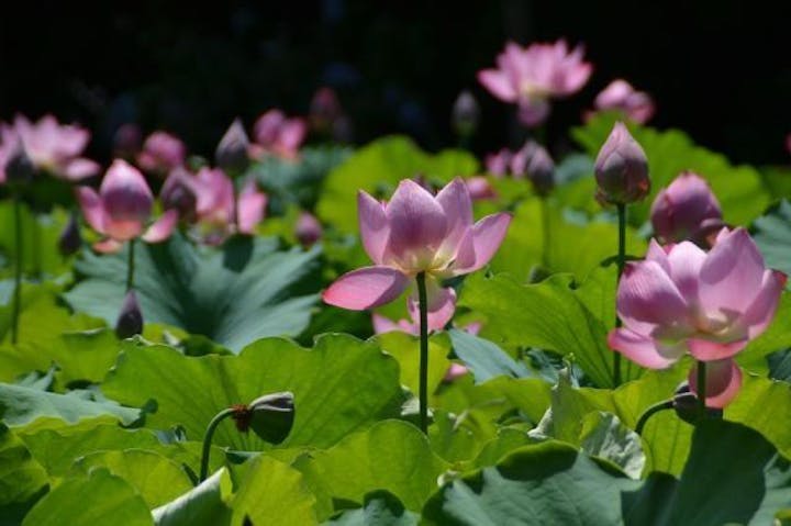 周南西緑地公園／はす