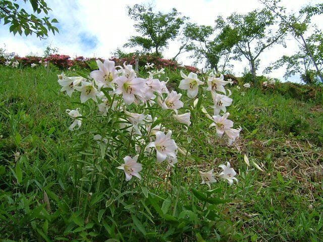 天神山公園／ささゆり